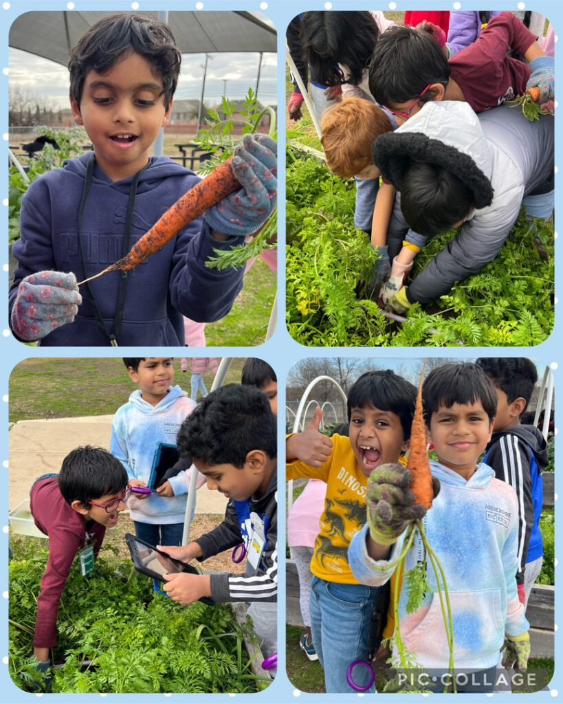 2nd graders were excited to harvest carrots in the school garden.